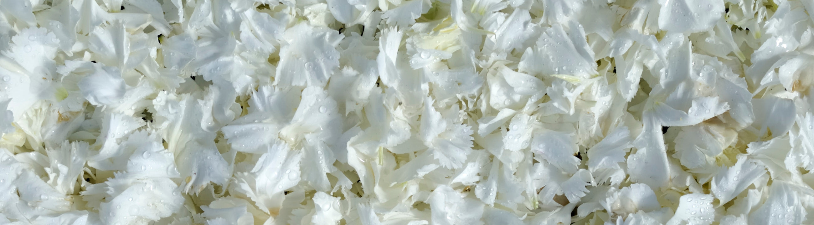 Bougies flottantes à fleurs blanches de 3,75 po. Ensemble de 3 pour  événements – Floating Pearls